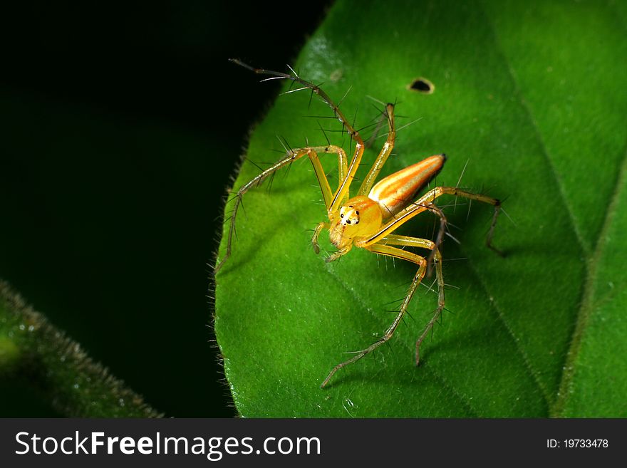 Yellow spider on green leaf