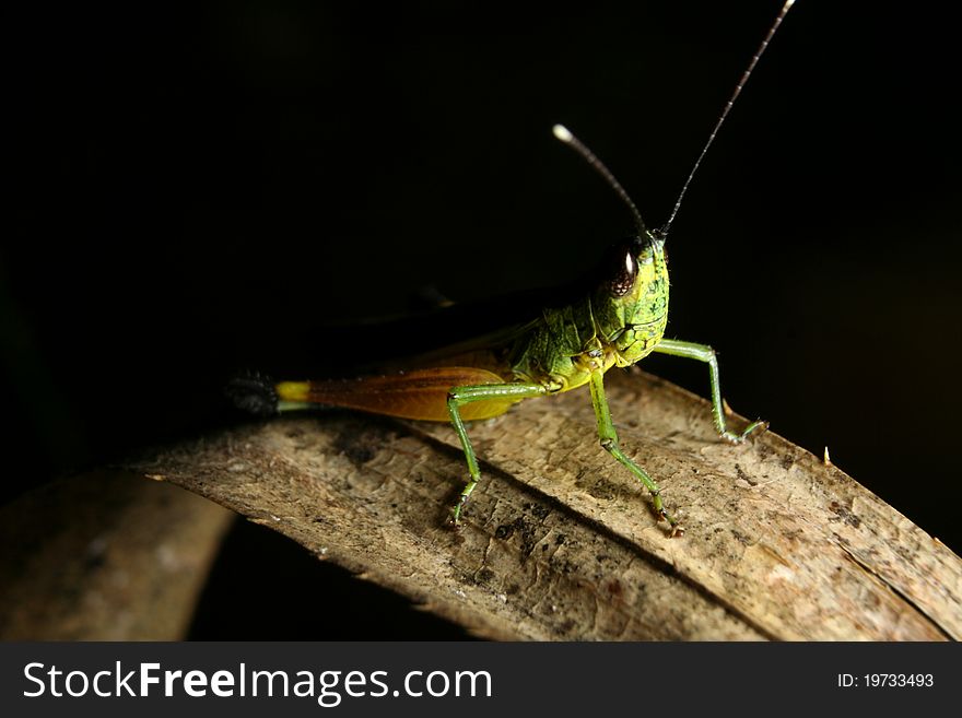 Colorful grasshopper on dried leaf