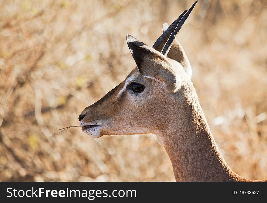 A Gazelle munching some grass. Kenya, Tsavo East Park.