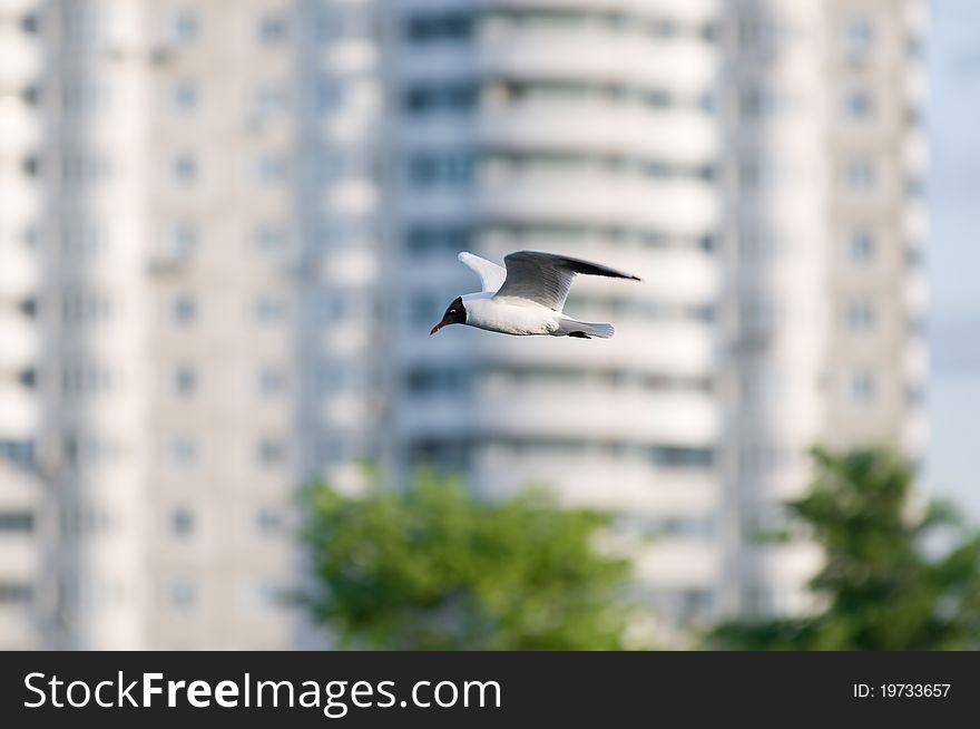 Seagull soars into the sky against the backdrop of an apartment house. Seagull soars into the sky against the backdrop of an apartment house