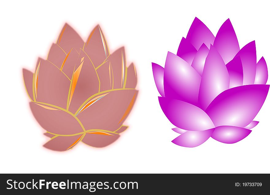 2 distinct lotus flowers on white background
