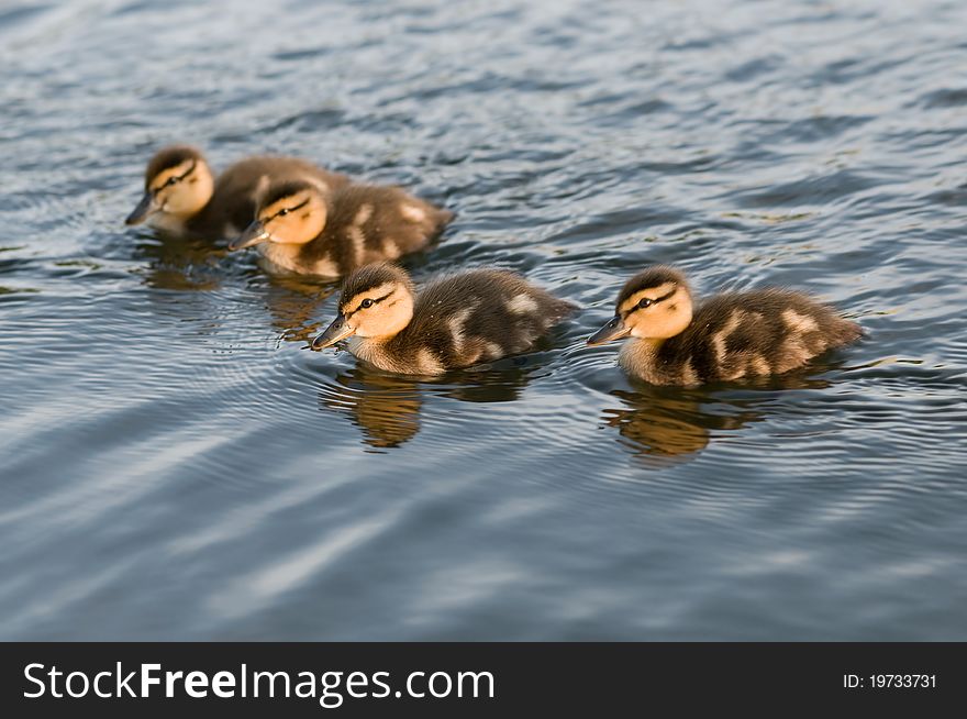 A flock of young ducks. A flock of young ducks