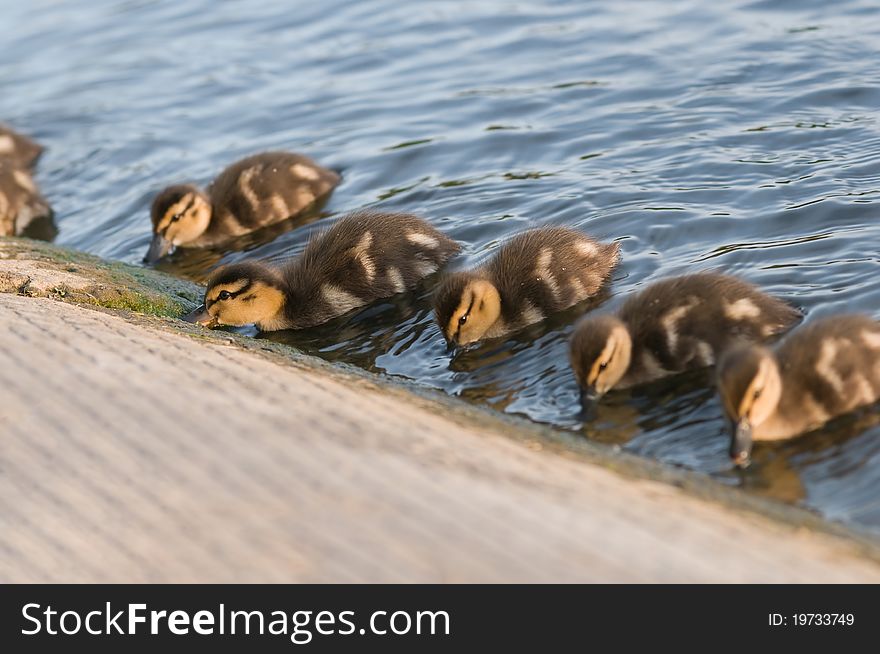 Little ducklings feeding near the shore. Little ducklings feeding near the shore