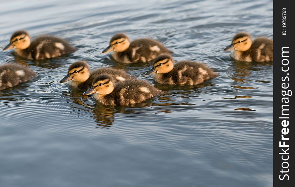 A flock of young ducks. A flock of young ducks