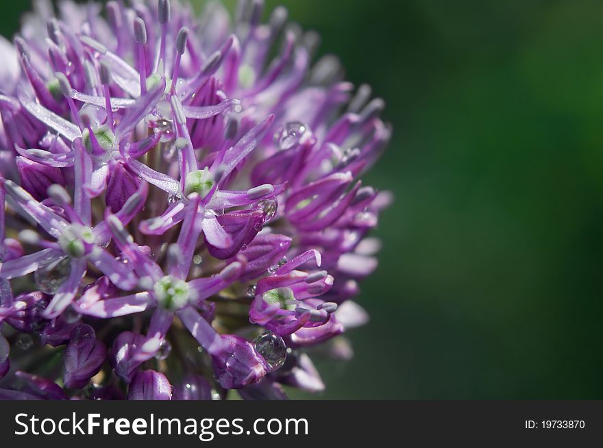 Allium flower head (macro)