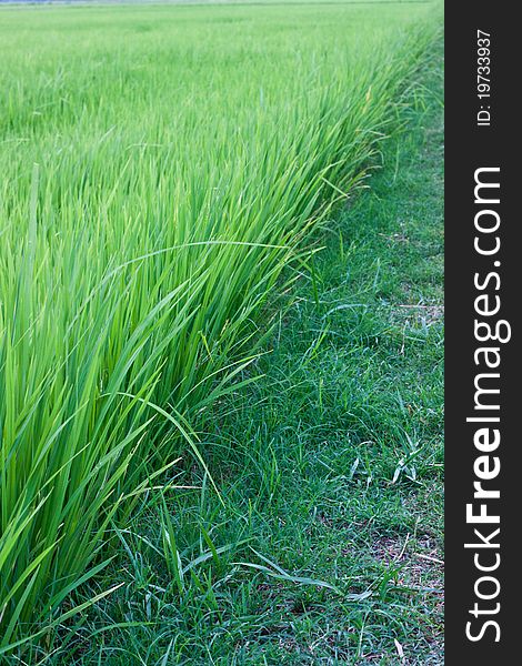 Rice is the major export product of Thailand From the green rice fields. Rice is the major export product of Thailand From the green rice fields