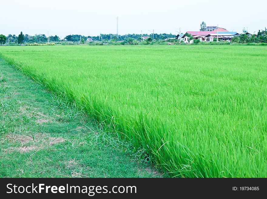 Rice is the major export product of Thailand From the green rice fields. Rice is the major export product of Thailand From the green rice fields