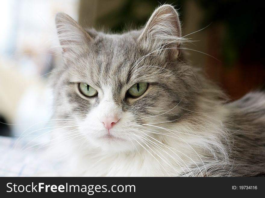 Face of adult tabby grey cat with green eyes. Face of adult tabby grey cat with green eyes
