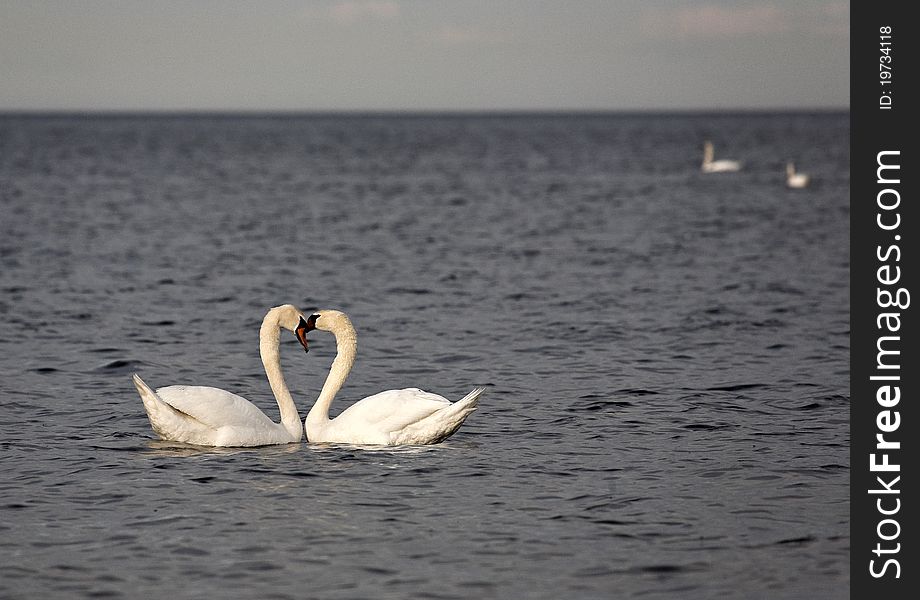 Photo two floating swans together. Photo two floating swans together.