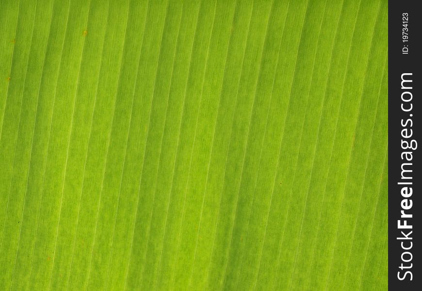 Texture of a leaf of a banana palm tree. Texture of a leaf of a banana palm tree