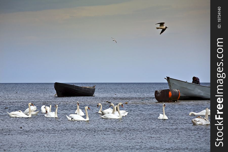 Swans In The Baltic Sea.