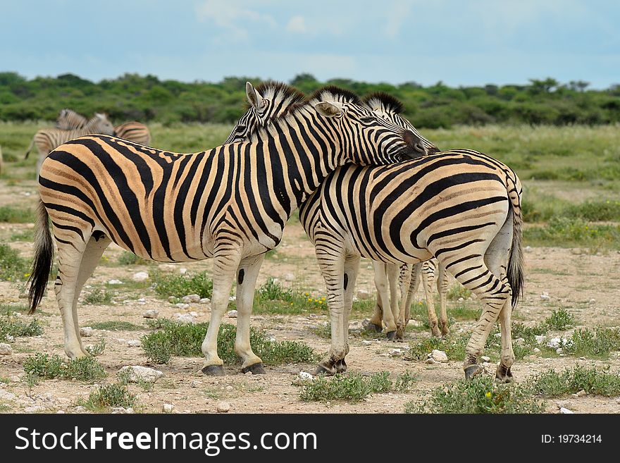 Zebras in Etosha national park,Namibia. Zebras in Etosha national park,Namibia.