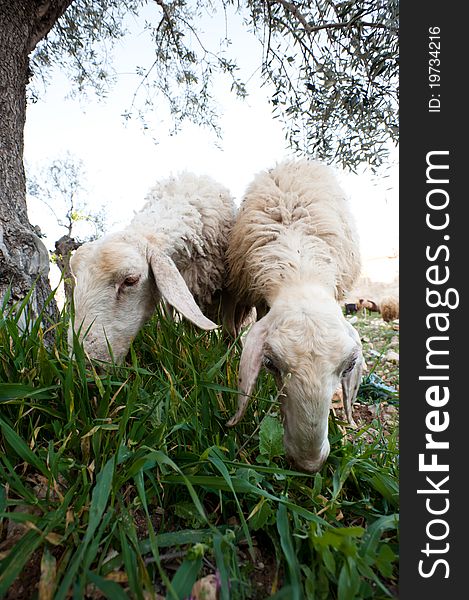 BETHLEHEM, OCCUPIED PALESTINIAN TERRITORIES - MARCH 16: Sheep graze in an olive grove in the middle of the West Bank town of Bethlehem. BETHLEHEM, OCCUPIED PALESTINIAN TERRITORIES - MARCH 16: Sheep graze in an olive grove in the middle of the West Bank town of Bethlehem.