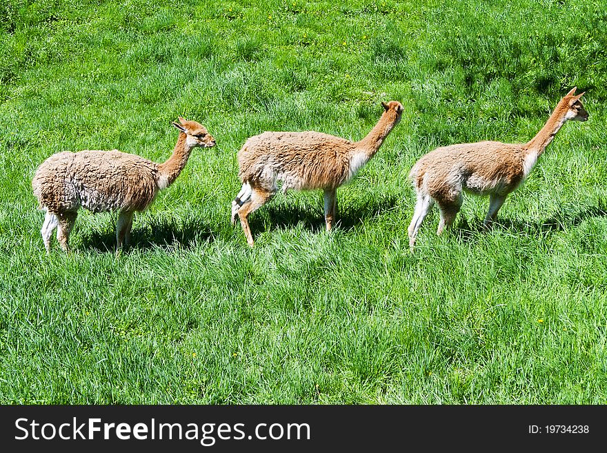 Three funny llama(Vicugna vicugna) standing behind. Three funny llama(Vicugna vicugna) standing behind