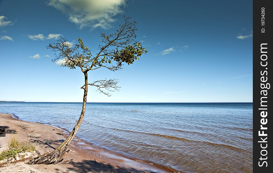Single pine at the seashore. Baltic sea, Riga gulf.