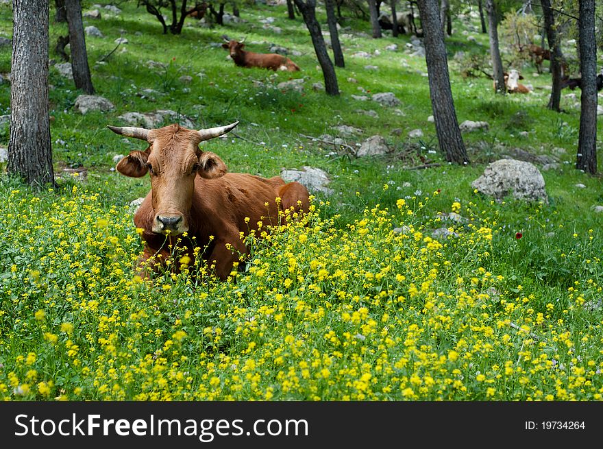 A free range cow sits among flowers on the slopes of Mount Tabor in northern Israel. A free range cow sits among flowers on the slopes of Mount Tabor in northern Israel.