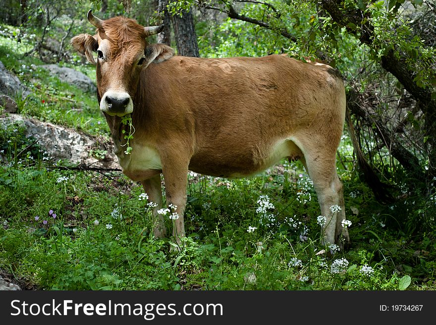 A free range cow grazes on clover among flowers on the slopes of Mount Tabor in northern Israel. A free range cow grazes on clover among flowers on the slopes of Mount Tabor in northern Israel.