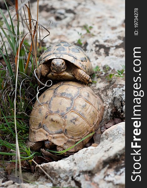 Spur-thighed tortoises (Testudo graeca, aka Greek tortoise), engaged in mating on the slopes of Mount Tabor in northern Israel. Spur-thighed tortoises (Testudo graeca, aka Greek tortoise), engaged in mating on the slopes of Mount Tabor in northern Israel.
