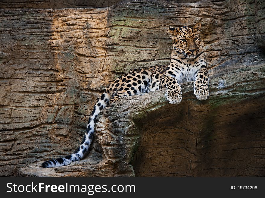 Jaguar (Panthera onca) look into the camera