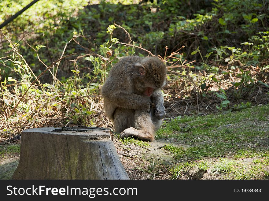Macaque monkey do morning hygiene