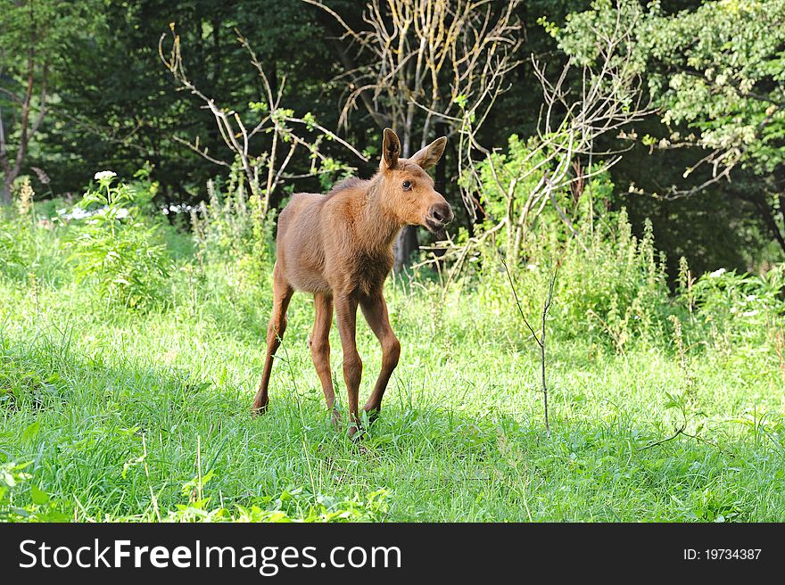 Elk in a natural habitat. Elk in a natural habitat