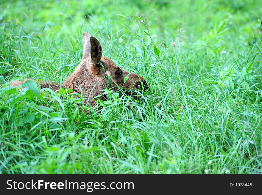 Elk in a natural habitat. Elk in a natural habitat