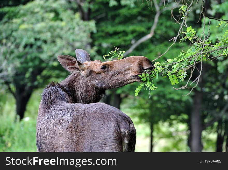 Elk in a natural habitat. Elk in a natural habitat