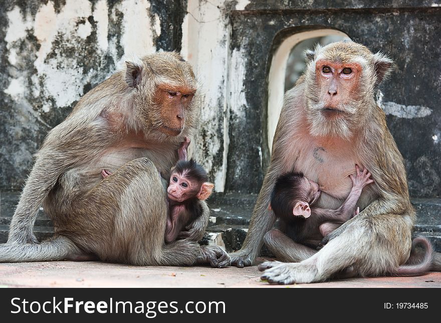 Family of monkeys on mountain