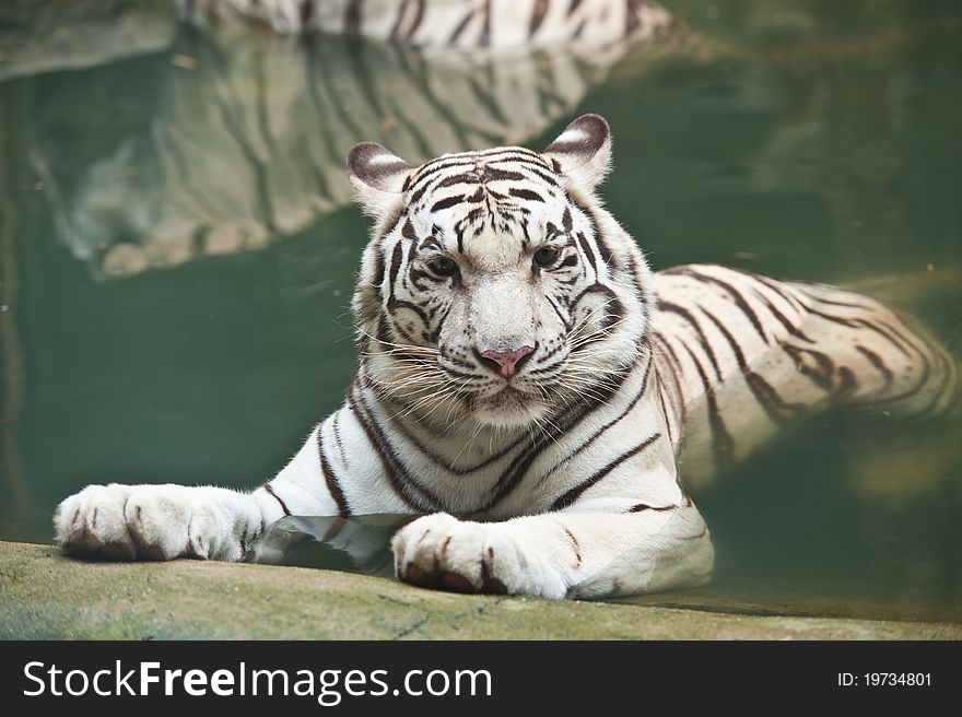 White tiger in the water. White tiger in the water