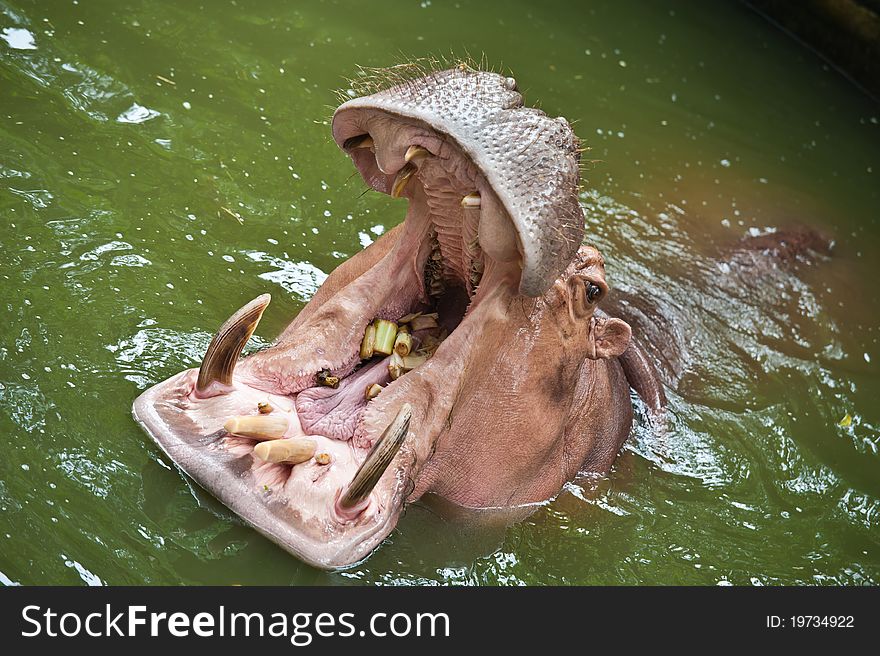 Hippopotamuses Showing Huge Jaw and Teeth