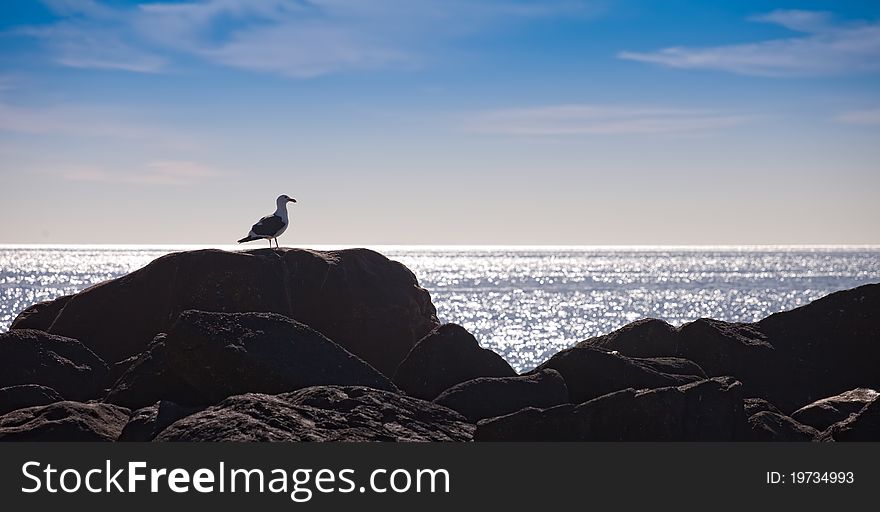 Seagull Resting On Rocks