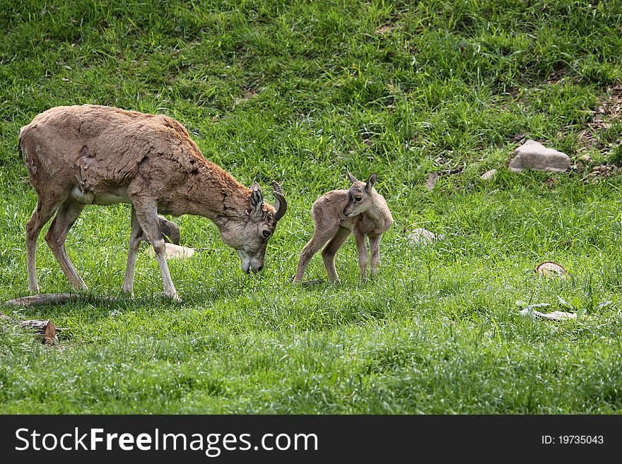 The adult urial and its juvenile on the pasture. The adult urial and its juvenile on the pasture.