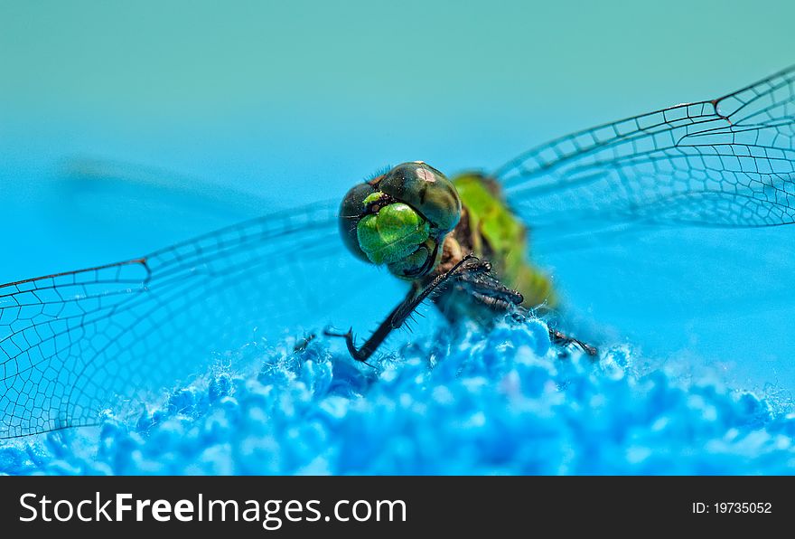 Close-Up of Green Dragonfly