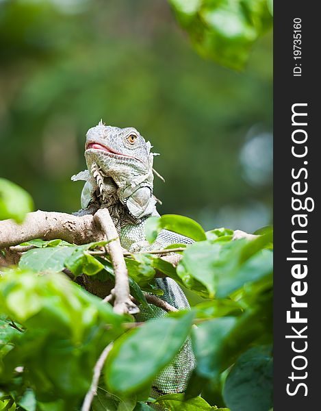 Green Iguana on top of tree