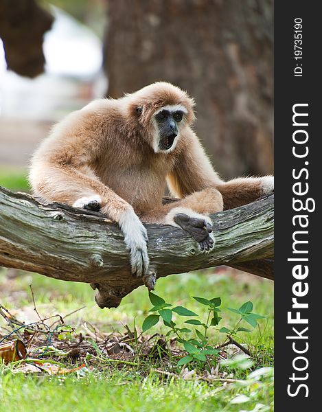 White handed Gibbon or Lar Gibbon sitting