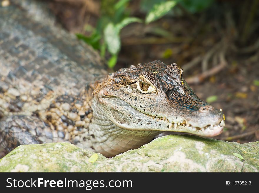 Small caiman in thai zoo