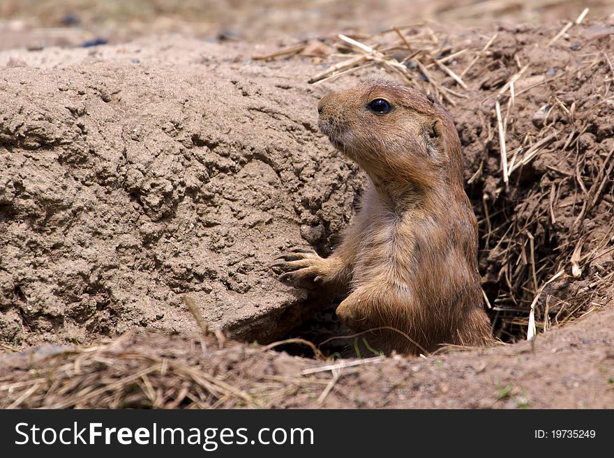 Prairie Dog taking a look around from his hole in the ground. Prairie Dog taking a look around from his hole in the ground.