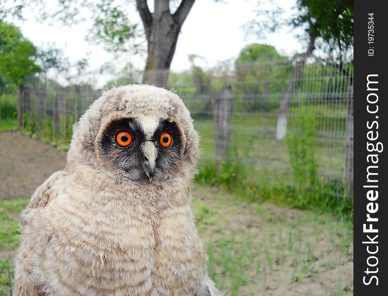 Nice image of a Wild baby owl