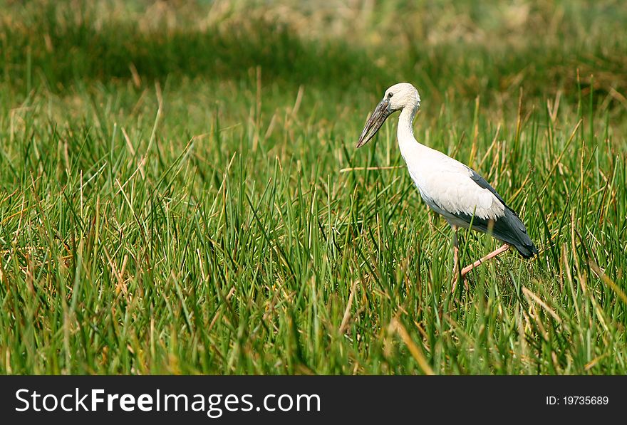 Asian openbill stock in the wetland of Chilika. Chilika is the largest Lagoon of India. Asian openbill stock in the wetland of Chilika. Chilika is the largest Lagoon of India