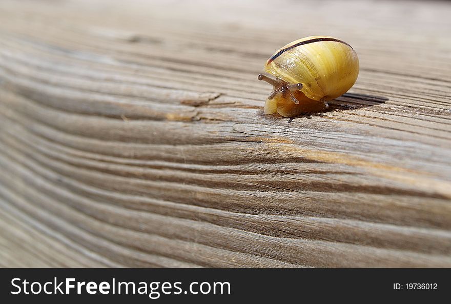 Close up of a snail on the wood background