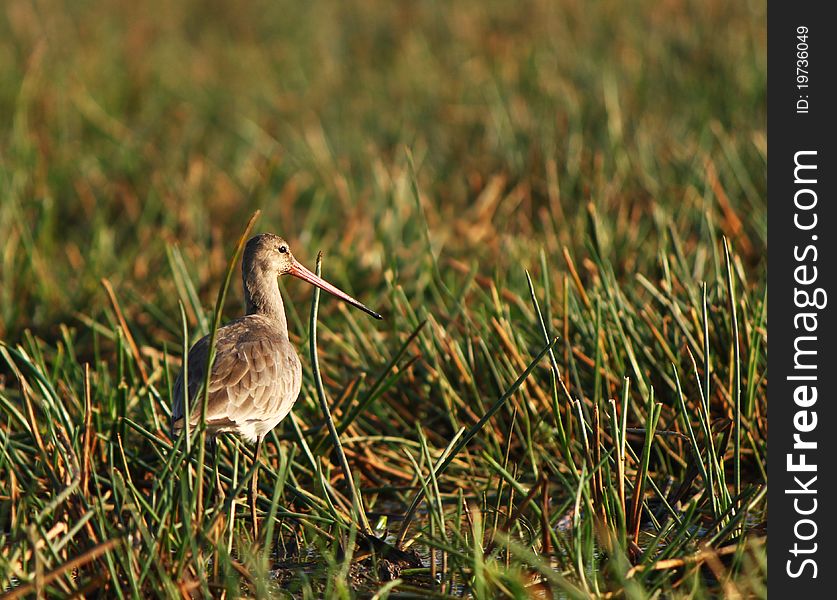 A Godwit is looking for fish in the wetland of Chilika Lake. Chilika is a famous birds sanctuary of India as well as Asia. The place is known as Birdwatcher's paradise. A Godwit is looking for fish in the wetland of Chilika Lake. Chilika is a famous birds sanctuary of India as well as Asia. The place is known as Birdwatcher's paradise.