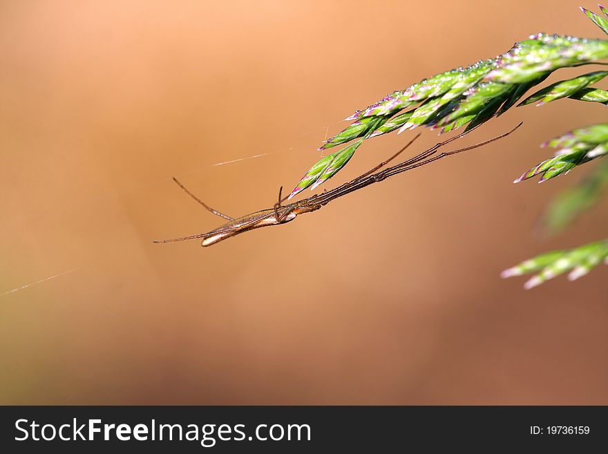 Long-jawed Orb Weaver Spider