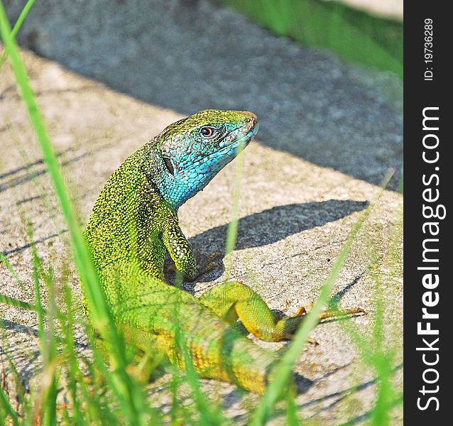 Green Lizard With Short Tail