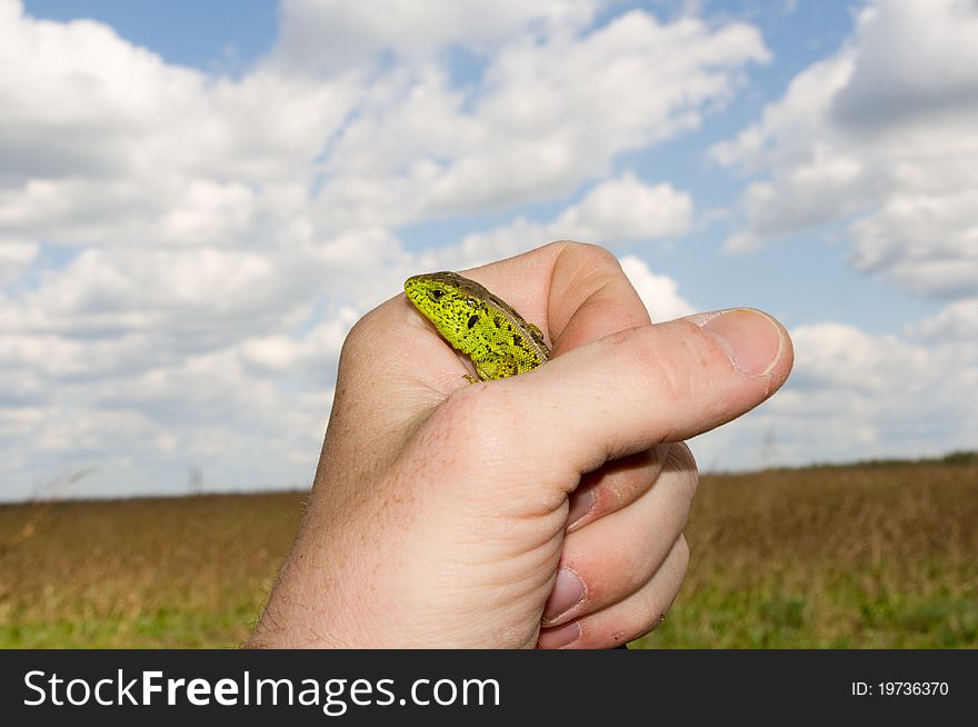 Care about wildlife. Men's hand holds lizard