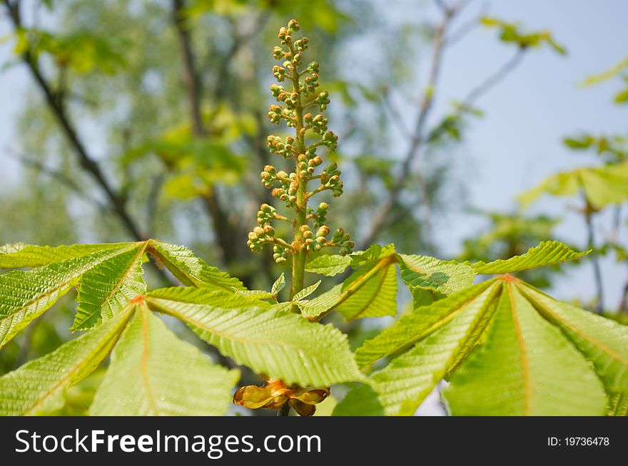 Green Leaves Of The Chestnut