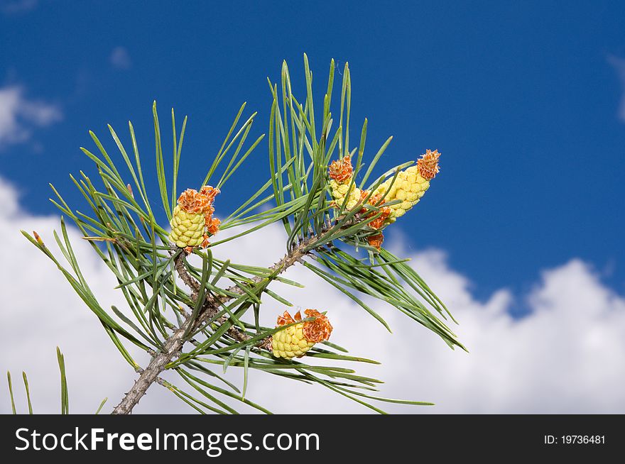 Branch of the pine tree on the blue background of the sky