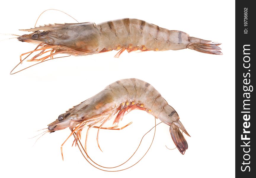 Tiger prawn, isolated on white background. Tiger prawn, isolated on white background