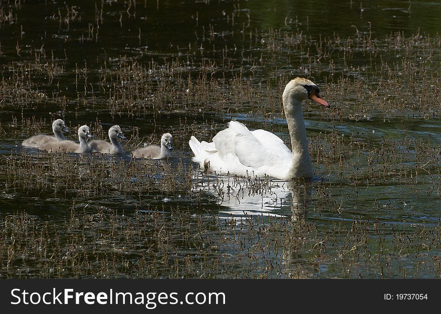 Family of swans at the lake