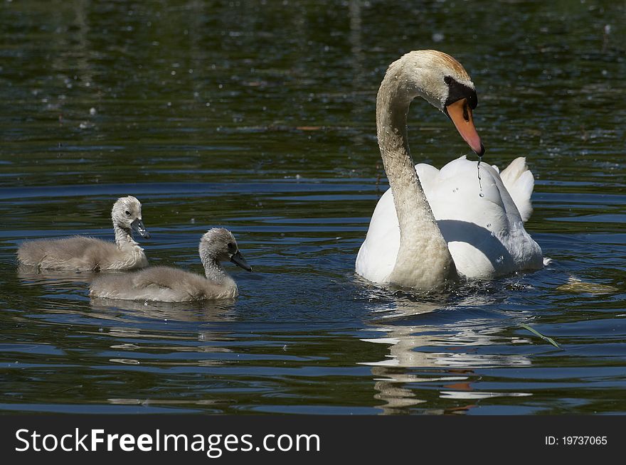Family of swans at the lake
