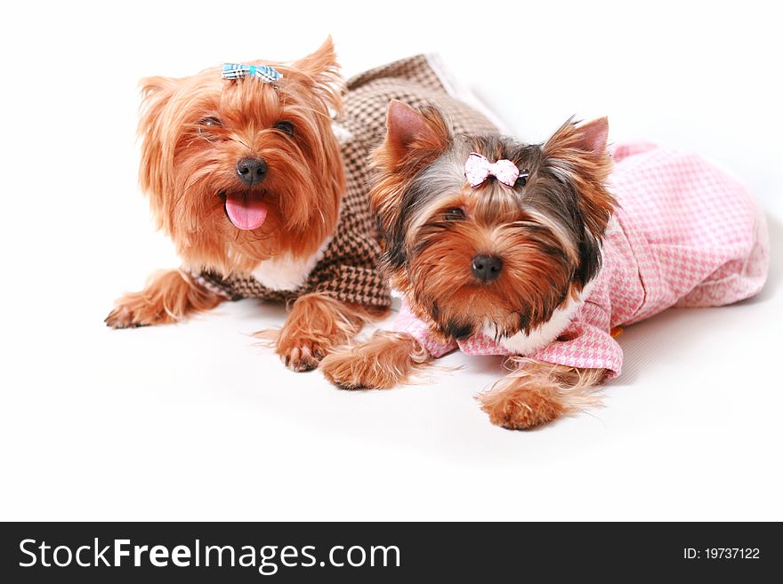 Yorkshire terrier on a white background